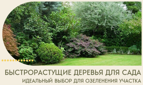 Быстрорастущие деревья для сада идеальный выбор в Набережных Челнах