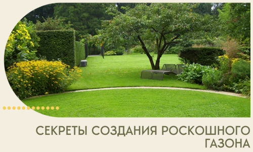 Секреты создания роскошного газона в Набережных Челнах